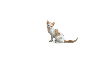 Cat isolated on white background with clipping path