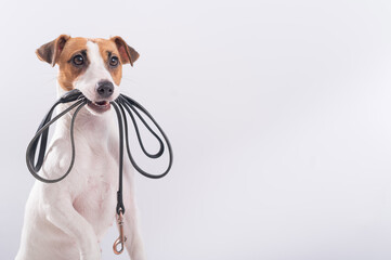The dog holds a leash in his mouth on a white background. Jack russell terrier calls the owner for...