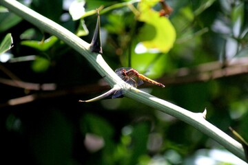 inseto libéula - anisoptera 