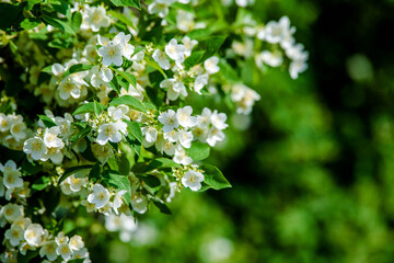 Jasmine blossom branch in the garden in spring
