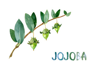 Jojoba bush branch with Three ripening light green fruits and leaves. Quinine nut with their shell, almond, seeds inside. Simmondsia chinensis oil. Close-up iIllustration isolated on white background