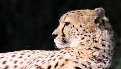 Close up of a reclining cheetah
