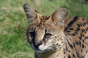 Head of a serval - closeup
