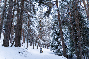 Man with a dog walking through a beautiful pine forest covered with snow. Beautiful winter day.