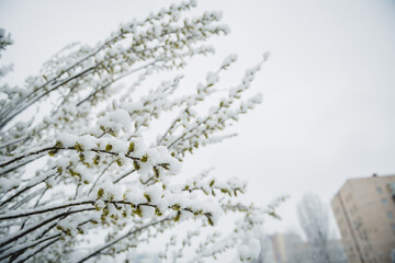 Pussy willow covered in snow