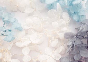 Flowers composition. Pattern made of hydrangea flowers different colors on white background. Beautiful spring, summer background. Flat lay,banner format.