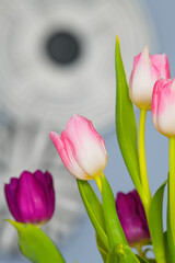 A bouquet of rose and purple tulips against a blue textured background close up view with flowers