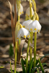 Blooming spring snowflake. A sign of the first spring days. Flowered wild areas of the Stolowe...