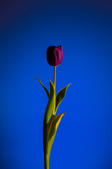 Violet purple tulip flower photographed against dark blue background close up view