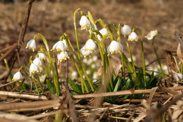 Blooming spring snowflake. A sign of the first spring days. Flowered wild areas of the Stolowe...
