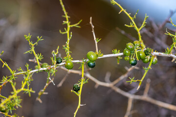 Fruits of the Asparagus acutifolius, common name wild asparagus