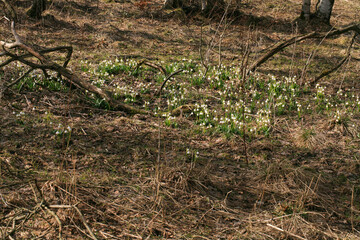 Blooming spring snowflake. A sign of the first spring days. Flowered wild areas of the Stolowe Mountains National Park in Poland.