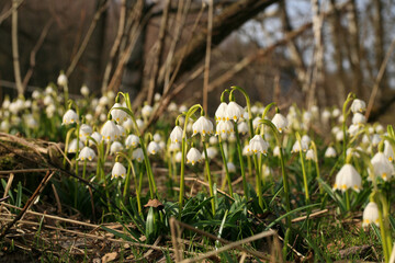 Blooming spring snowflake. A sign of the first spring days. Flowered wild areas of the Stolowe Mountains National Park in Poland.