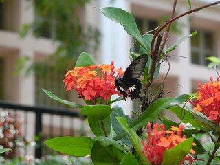 Red Helen, Papilio helenus, Butterflies, Hong Kong, Tai Po