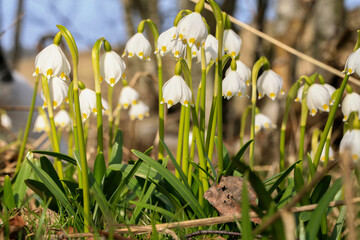 Blooming spring snowflake. A sign of the first spring days. Flowered wild areas of the Stolowe...