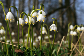 Blooming spring snowflake. A sign of the first spring days. Flowered wild areas of the Stolowe...