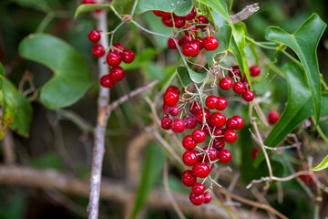 Fruits of the Smilax aspera, with common names common smilax