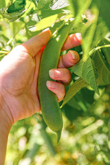 Gardening and agriculture concept. Female farm worker hand harvesting green fresh ripe organic soybean on branch in garden. Vegan vegetarian home grown food production. Woman picking soy pods.