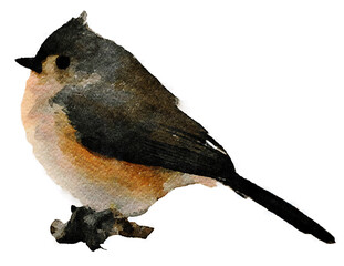 Tufted Titmouse perched on a branch Watercolor