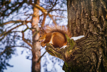 red squirrel in a winter forest sits on a branch