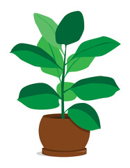 Vector illustration of ficus, plant growing in a pot. Illustration in flat style, isolated on white background