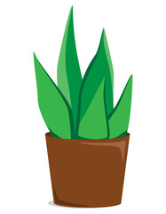 Vector illustration of Sansevieria gracilis. Room plant growing in a pot. Illustration in flat style, isolated on white background