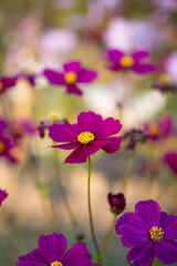 Beautiful poppy flower in spring season