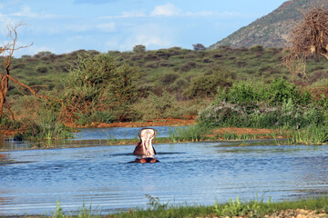 Late afternoon hippo in the water at Erindi Game Reserve