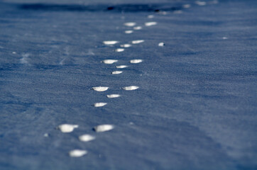 Animal footprints in deep snow