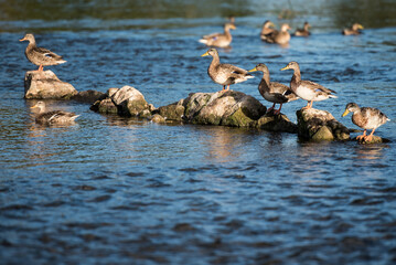Ducks swim and stand on the stones in the river Venta, Kuldiga, Latvia.