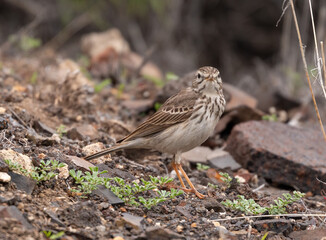 Berthelot's Pipit