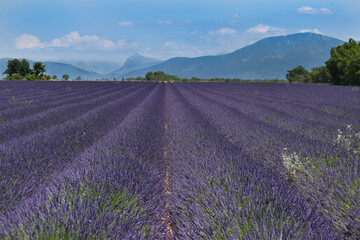 Naklejka na ściany i meble lavender field region