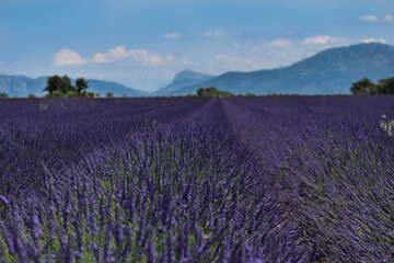 Naklejka na ściany i meble lavender field in region