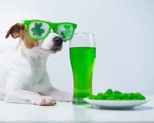 Dog with a mug of green beer and glazed nuts in funny glasses on a white background. Jack russell...