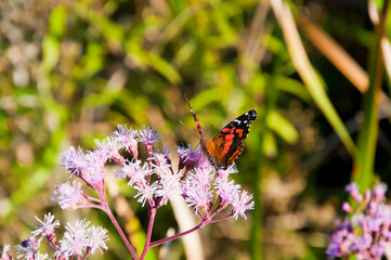 butterfly on a flower