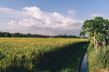 Obraz premium Selective focus on Balinese rice fields for visiting during getaway travel to Indonesia, picturesque countryside with green farmland for agronomy cultivated growth,herbs plantation located in Vietnam
