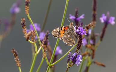 Painted lady Butterfly