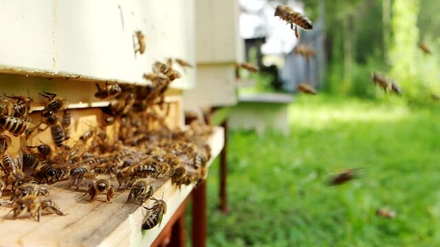 Swarm of honey bees (Apis mellifera) carrying pollen and flying to the landing board of hive in an apiary in SLOW MOTION HD VIDEO. Organic BIO farming, animal rights, back to nature concept. Close-up.