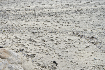Traces de pas sur le sable .