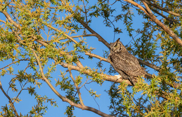 Great Horned Owl Perched in a Tree