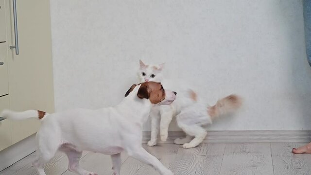 Active funny dog tries to play with the cat and the cat resists.