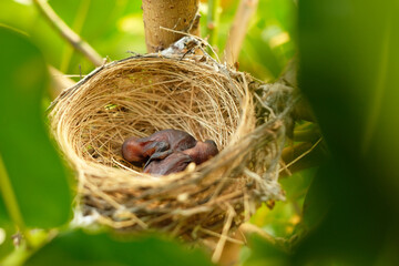 two baby bird in bird's nest on the tree in big forest