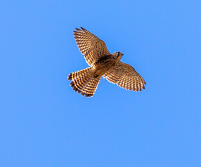 Obraz premium Common Kestrel (female) in flight