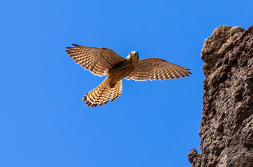 Common Kestrel (female) in flight