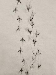 Many bird tracks on white snow for the whole frame