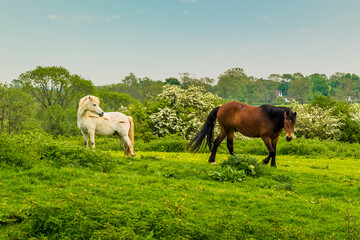 A view of horses close to the village of Gumley near Market Harborough, UK in springtime