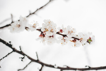 apricot flowering trees are covered with fluffy snow
