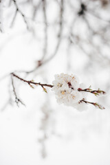 apricot flowering trees are covered with fluffy snow
