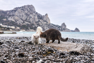 two cats get to know each other on a pebble sea beach