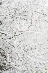 flowering trees are covered with fluffy snow